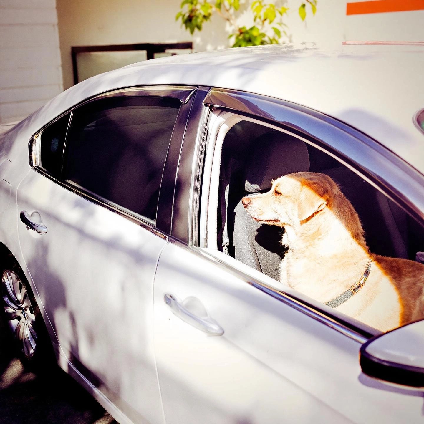 car window vent providing fresh air and safety for pets inside